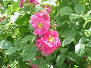 PORTLAND ROSE (Historic) (Portland)